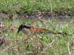 Centropus cupreicaudus