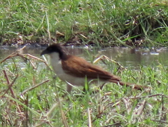 Centropus cupreicaudus