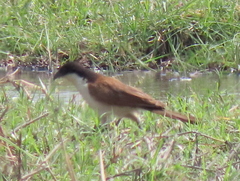 Centropus cupreicaudus