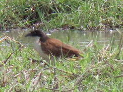 Centropus cupreicaudus