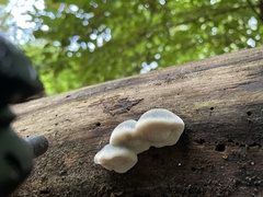 Fungi