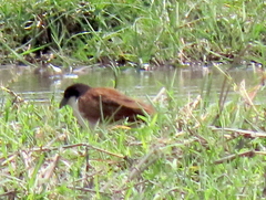 Centropus cupreicaudus