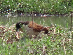 Centropus cupreicaudus