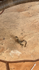 Leiocephalus carinatus