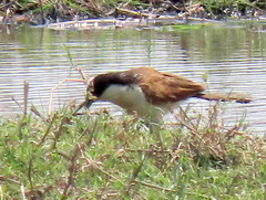 Centropus cupreicaudus