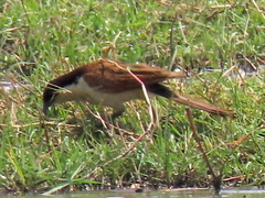 Centropus cupreicaudus