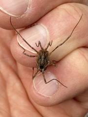 Odiellus spinosus