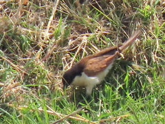 Centropus cupreicaudus