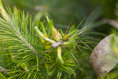 Stenanthera pinifolia