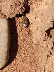 Colletes