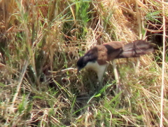 Centropus cupreicaudus