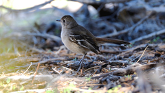 Drymodes brunneopygia