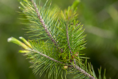 Stenanthera pinifolia
