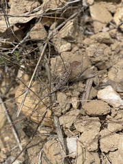 Diporiphora australis