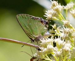 Cyanophrys miserabilis