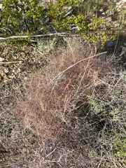 Muhlenbergia porteri