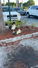 Gallus gallus domesticus