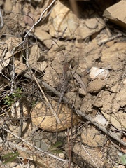 Diporiphora australis