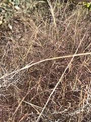 Muhlenbergia porteri