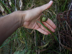 Pronephrium aquatiloides