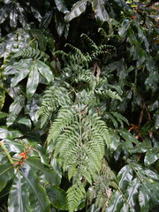 Pronephrium aquatiloides