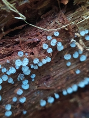 Ceratiomyxa morchella