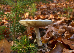 Amanita phalloides
