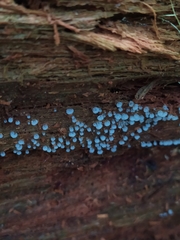 Ceratiomyxa morchella