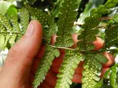 Pronephrium aquatiloides