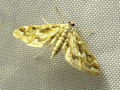 Parapoynx diminutalis