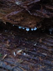 Ceratiomyxa morchella