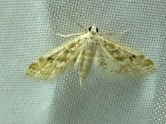 Parapoynx diminutalis