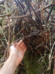 Pronephrium aquatiloides