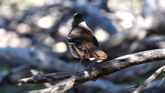 Drymodes brunneopygia