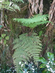 Pronephrium aquatiloides