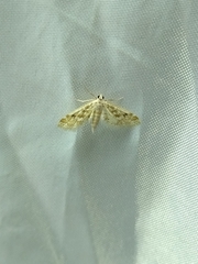 Parapoynx diminutalis