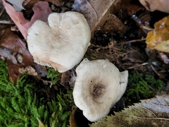 Lactarius glyciosmus
