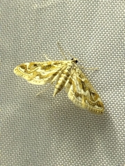 Parapoynx diminutalis