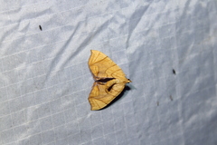 Eulithis diversilineata