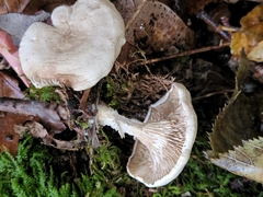 Lactarius glyciosmus