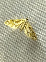 Parapoynx diminutalis