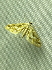 Parapoynx diminutalis