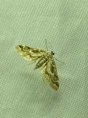 Parapoynx diminutalis