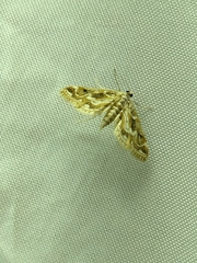 Parapoynx diminutalis