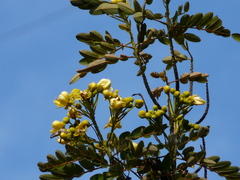 Senna siamea