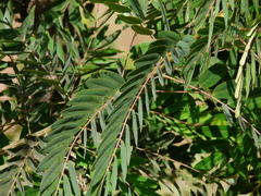 Senna siamea