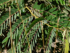 Senna siamea