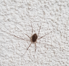 Opilio saxatilis