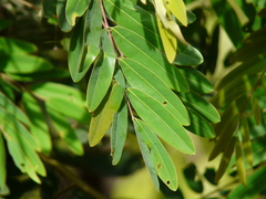 Senna siamea