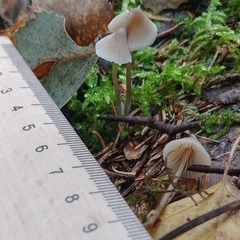 Mycena metata